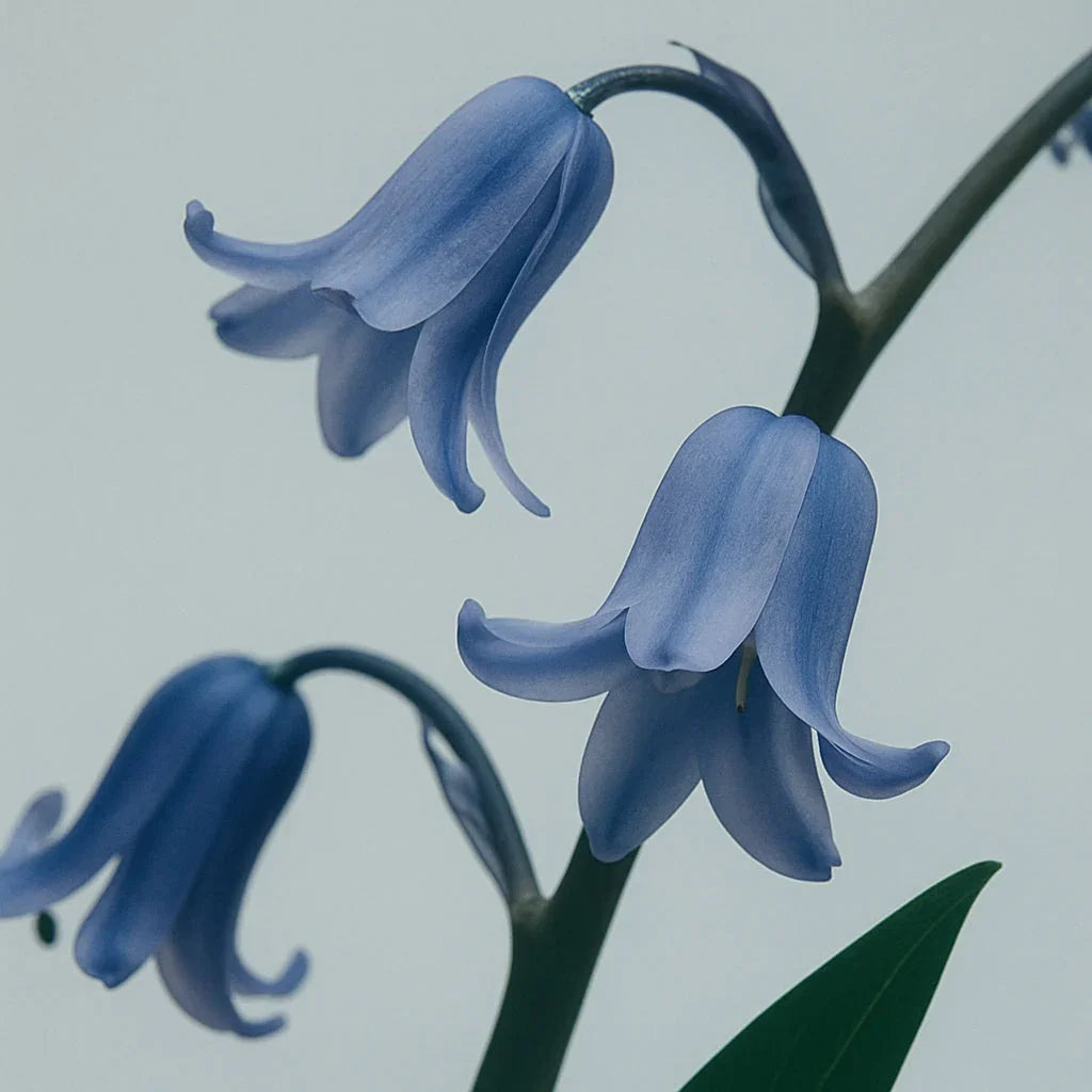 BluebellWoods-Diffuser - Delune 